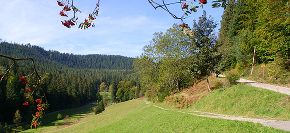 View of the Hirschtal nearby Enzklösterle