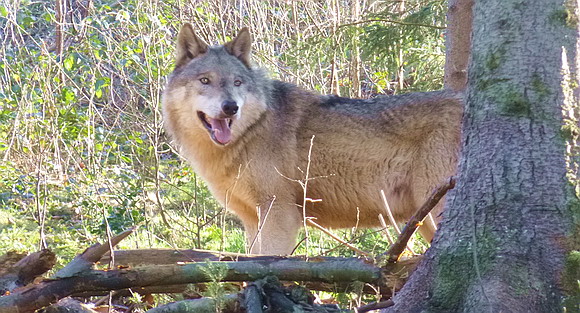 Wolf im Wolf- und Bärenpark Schwarzwald