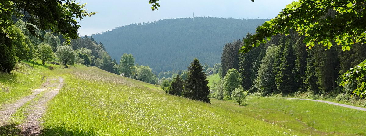 Schwarzwald Urlaubsort Enzklösterle: Blick vom Schneckenkopf