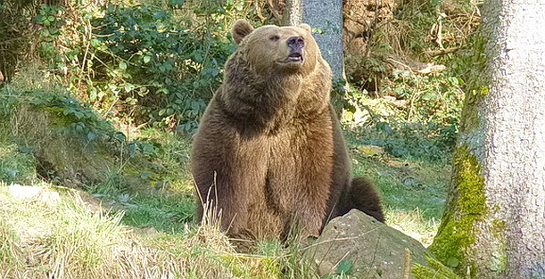 Braunbär im Bärenpark Schwarzwald