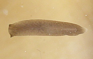 Strudelwurm